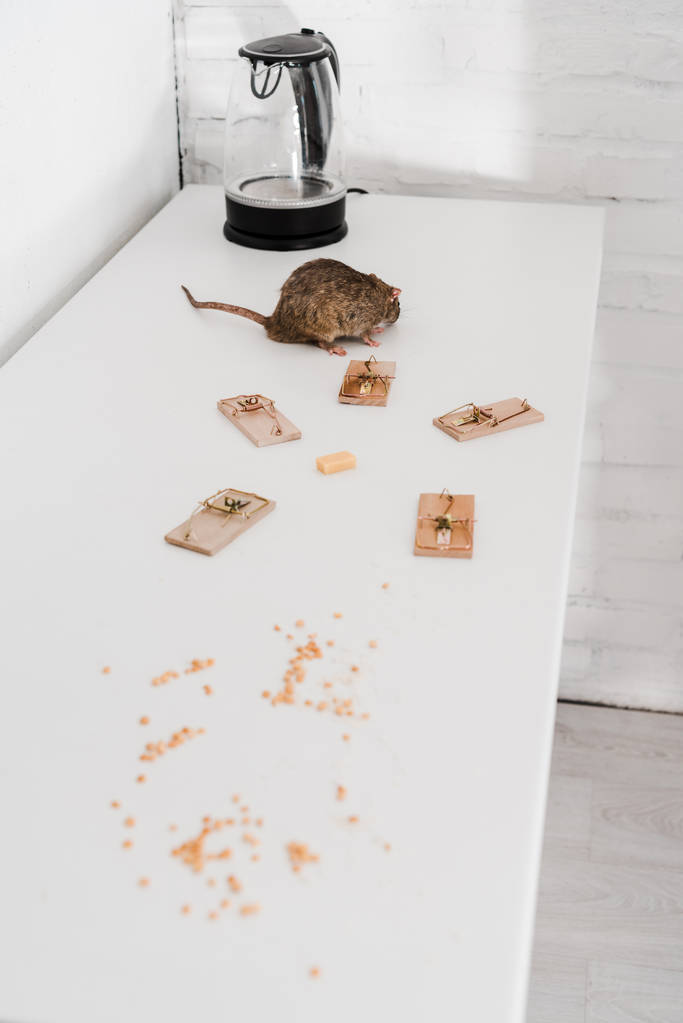 pieni rotta lähellä hiirenloukkuja kuutio juustoa lähellä vedenkeitin pöydällä
  - Valokuva, kuva