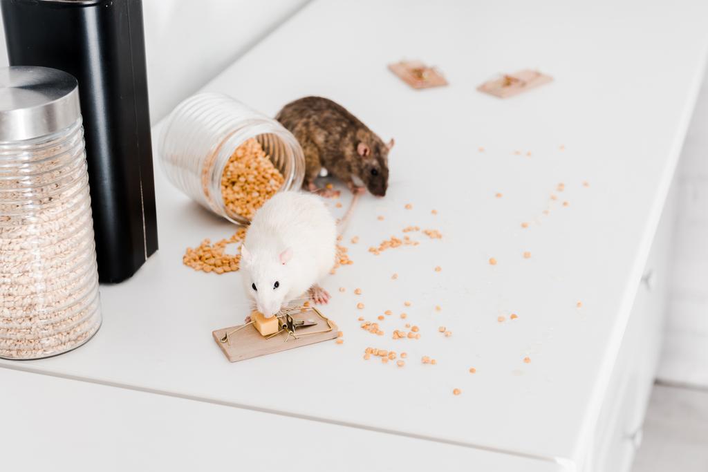 selektiver Fokus von kleinen Ratten in der Nähe von Glasgefäßen mit Erbsen und Gerste auf dem Tisch  - Foto, Bild