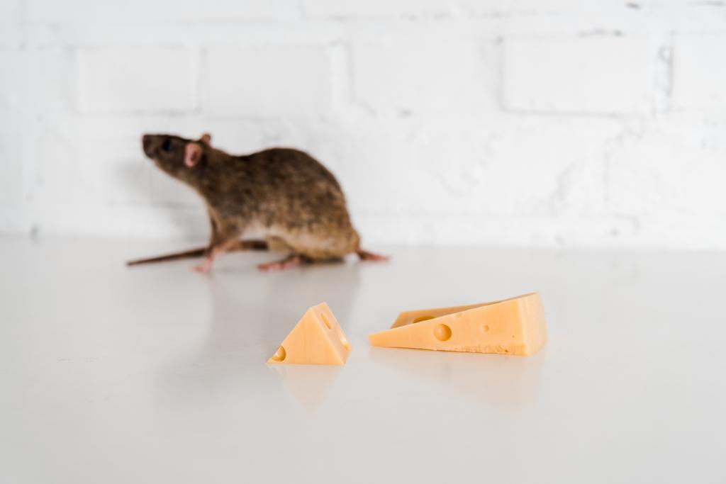 selektiver Fokus von schmackhaftem Käse bei kleiner Ratte auf Tisch in der Nähe von Ziegelmauer  - Foto, Bild