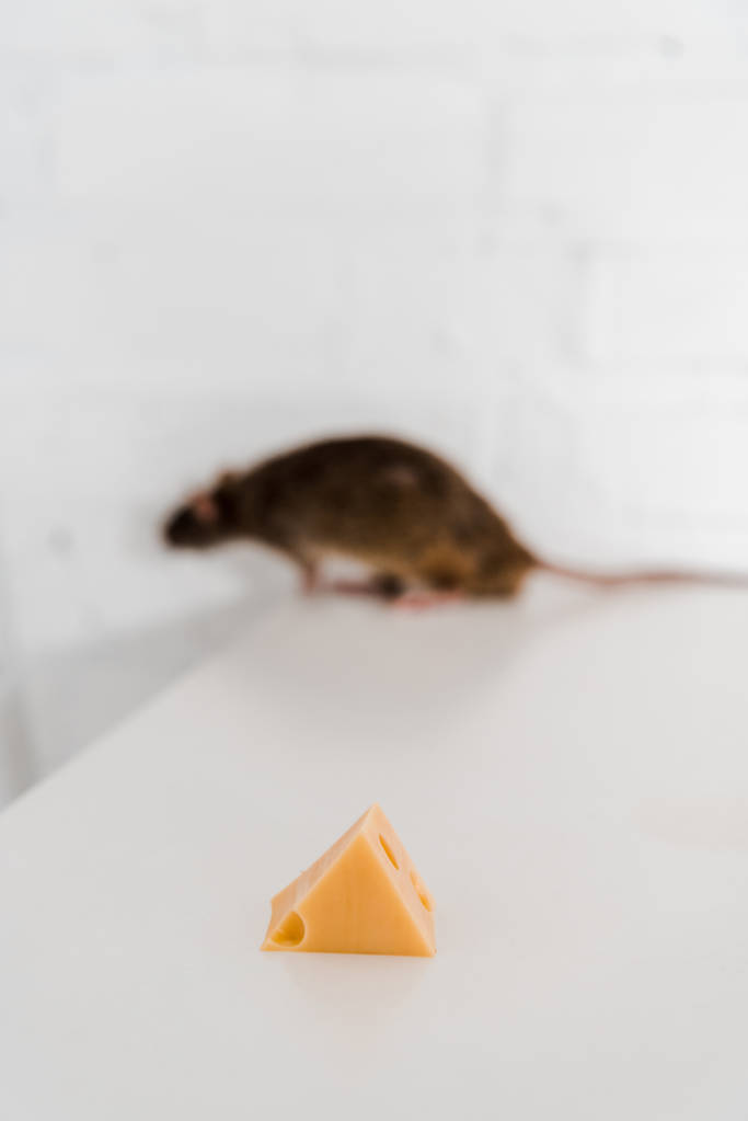 foco seletivo de cubo de queijo saboroso perto de rato na mesa
  - Foto, Imagem