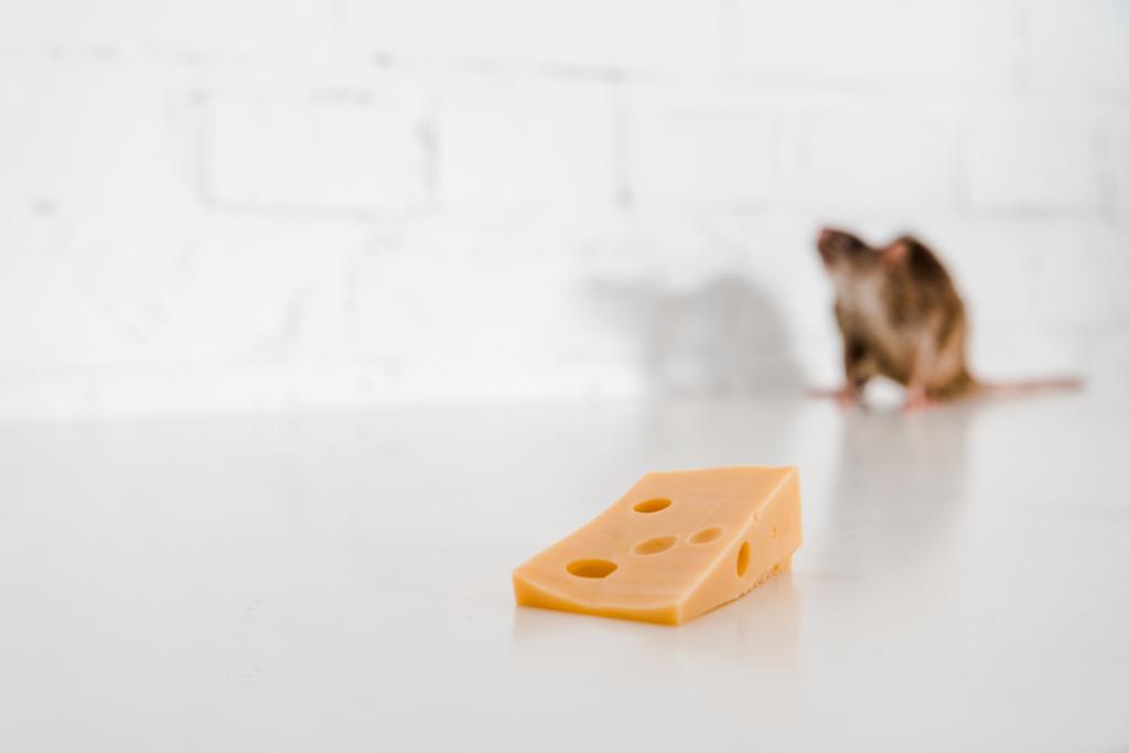 selektivní zaměření chutného sýra v blízkosti potkana na stole  - Fotografie, Obrázek