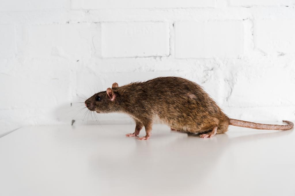 szary i mały szczur na stole w pobliżu muru ceglanego  - Zdjęcie, obraz