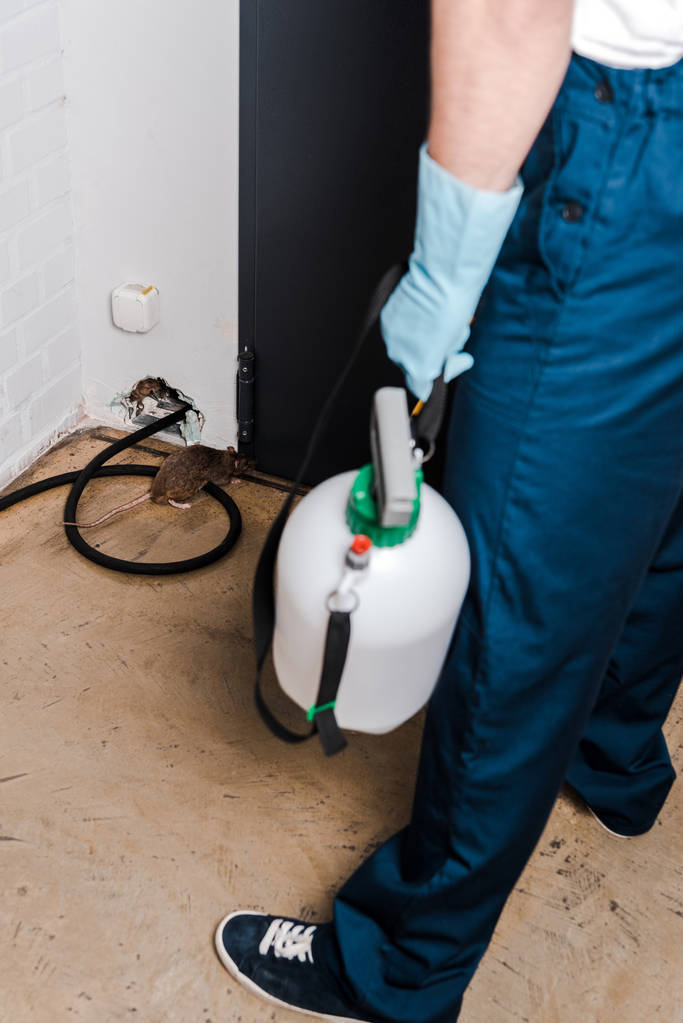 cropped view of exterminator standing near rat and hole in brick wall and holding toxic spray  - Photo, Image