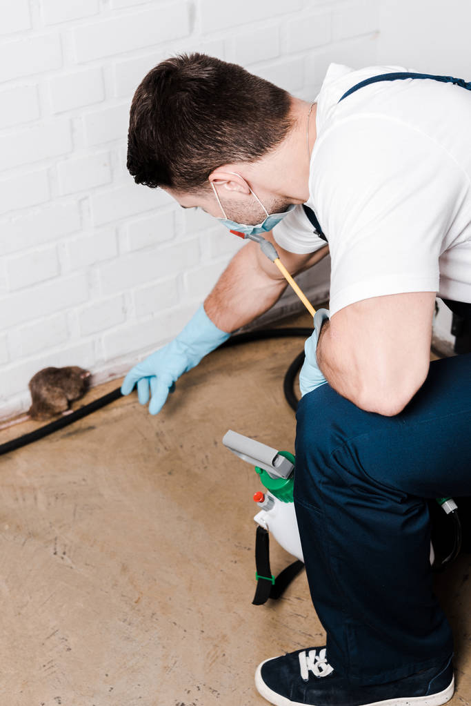selective focus of exterminator in uniform catching rat near brick wall  - Photo, Image