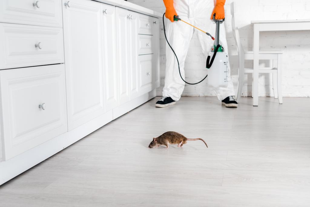 bijgesneden beeld van Exterminator skin met giftige spray in hand staand in de buurt van rat op de vloer  - Foto, afbeelding