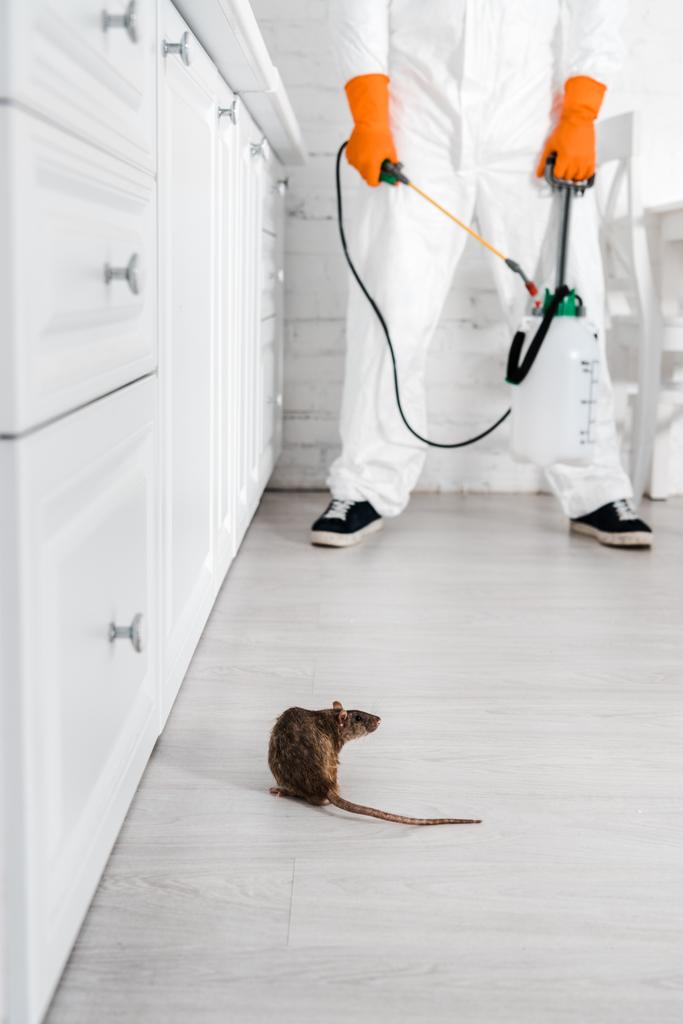 vista recortada del exterminador con spray tóxico en las manos de pie cerca de la rata en el suelo
  - Foto, imagen