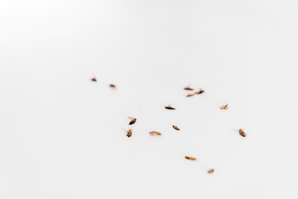 selektivní zaměření mrtvých švábů izolovaných na bílém  - Fotografie, Obrázek