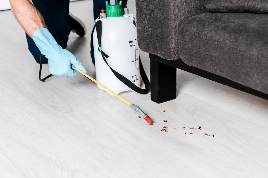 cropped view of man holding toxic spray near cockroaches near sofa - Photo, Image