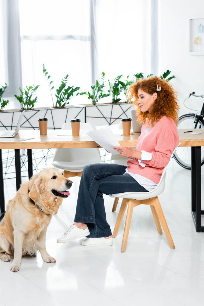attractive woman in pink sweater doing paperwork and golden retriever sitting on floor in office  - Photo, Image