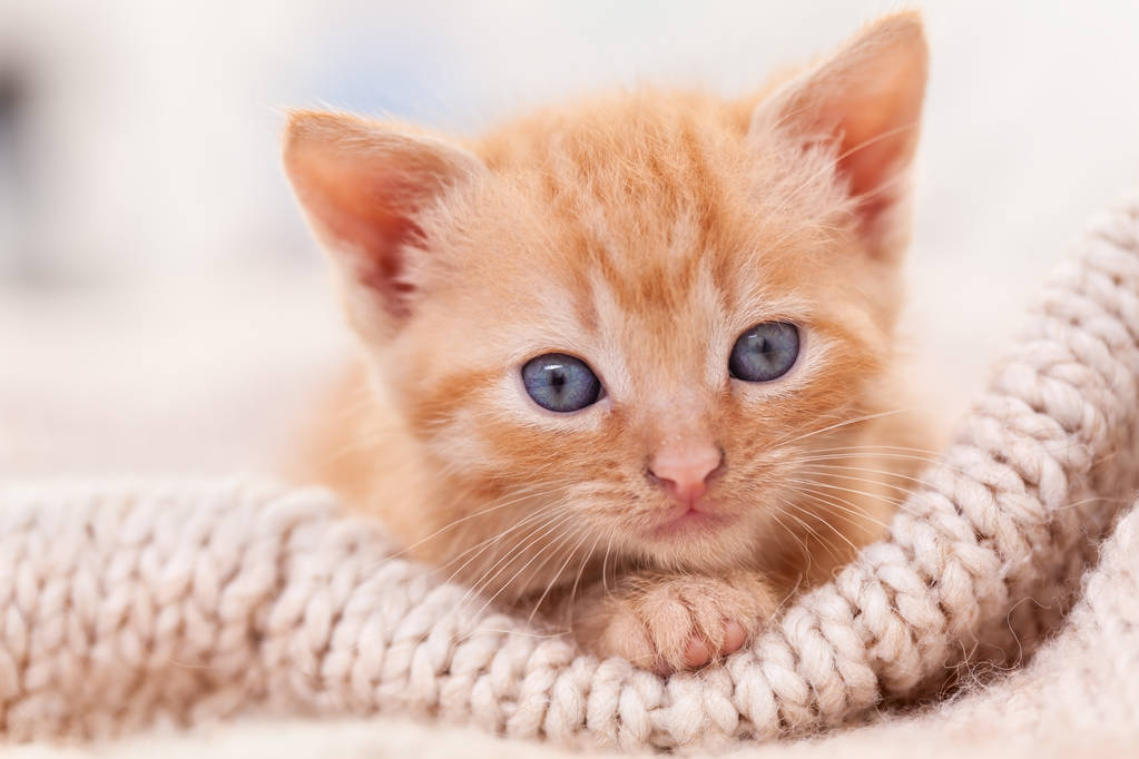 Sevimli zencefil kedi yavrusu kameraya bakıyor - yakın - Fotoğraf, Görsel