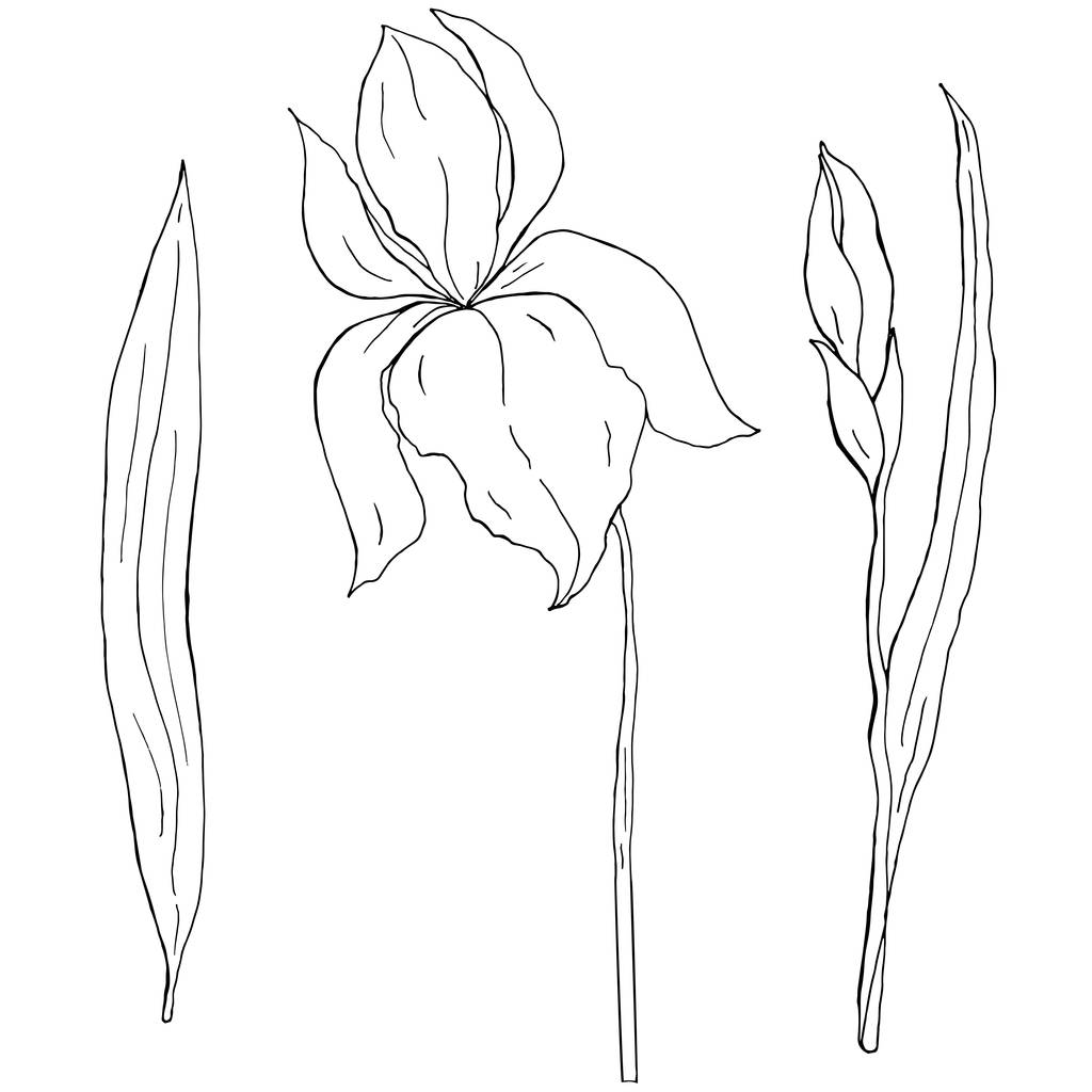 Iris fleur-de-lis dibujado a mano con brote y hoja blanco y negro contorno ilustración vectorial
 - Vector, Imagen