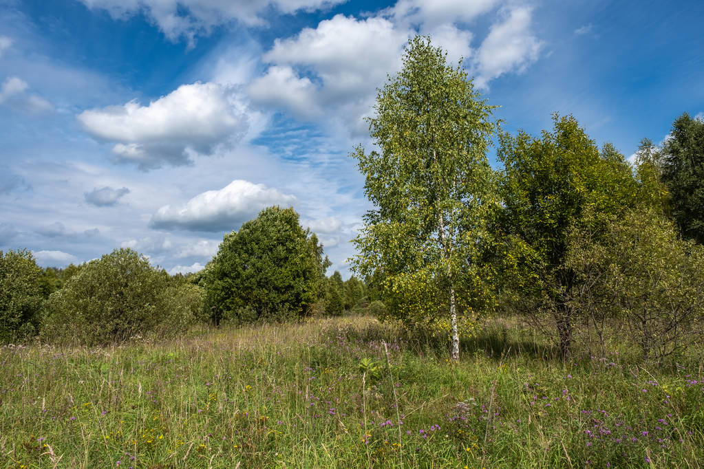 Landscape with a birch and other trees with a beautiful cloudy s - Photo, Image