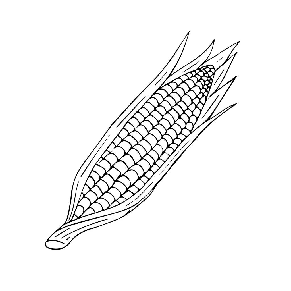 Vektor kézzel rajzolt rajzolt kukorica elszigetelt fehér alapon - Vektor, kép