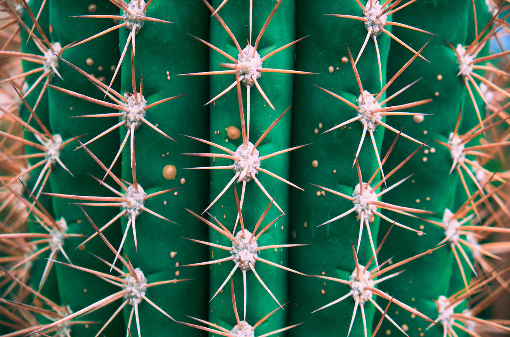 Kaktusové zaostřená jako pozadí - Fotografie, Obrázek
