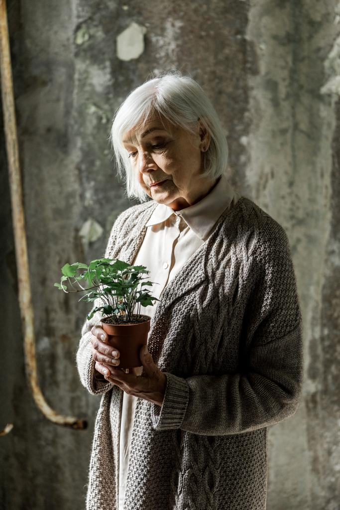 femme âgée regardant une petite plante en pot dans une pièce vide
  - Photo, image