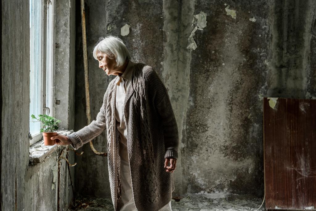 старшая женщина кладет завод в горшок в пустой комнате рядом с окном
  - Фото, изображение