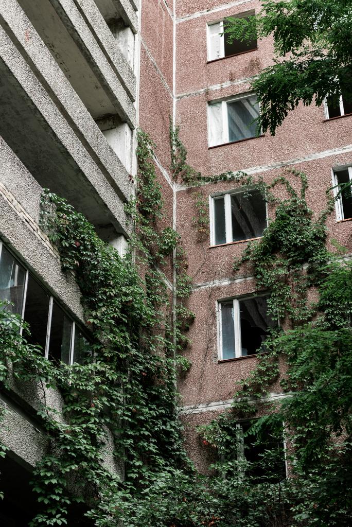 χαμηλής γωνίας θέα εγκαταλελειμμένου κτιρίου με παραπράσινα φύλλα στο Τσερνομπίλ  - Φωτογραφία, εικόνα