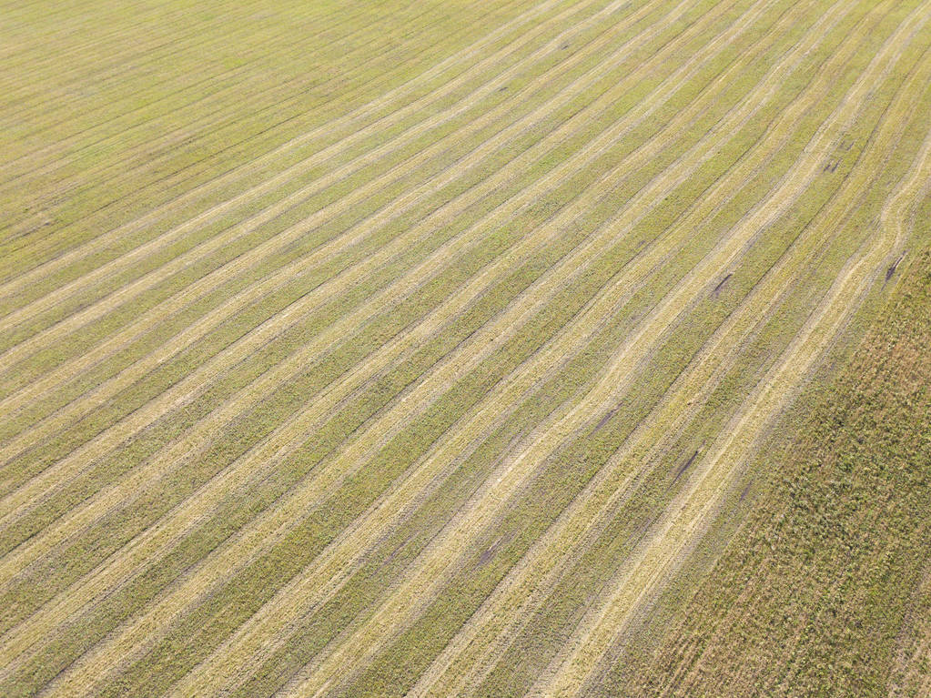 Вид сверху с воздуха на фермерское поле с рельсами после сбора урожая с дрона. Следы выглядят как параллельные линии в желтой траве. Перспективный взгляд
. - Фото, изображение