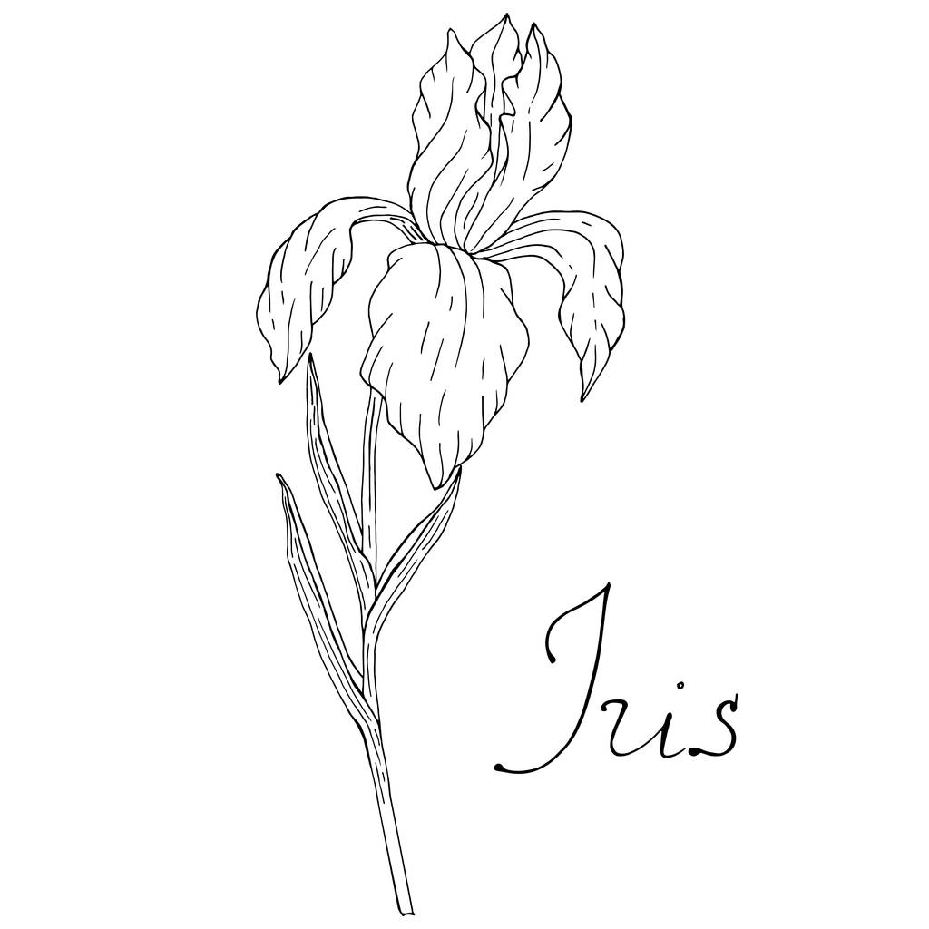 Kwiatowy szkic irys z napisami wektor rysunek ręcznie narysowany - Wektor, obraz