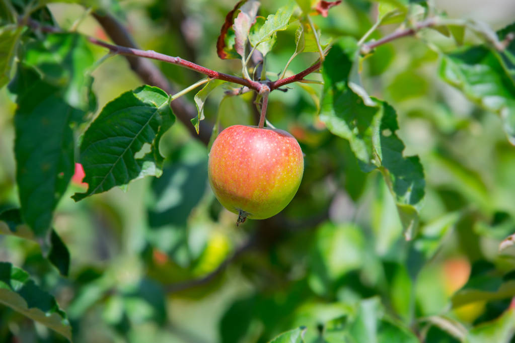 Pink apples on a branch in the garden. Natural background. Ripe fruit of apples - Photo, Image