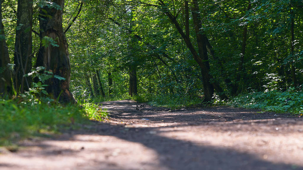 Ormanda güneşin aydınlattığı bir yol. Güneşli bir yaz gününde orman yolu. - Fotoğraf, Görsel