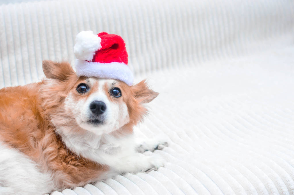 Ładny pies w Santa kapelusz. Koncepcja nowy rok i Boże Narodzenie. 2020. Kopiuj przestrzeń - Zdjęcie, obraz