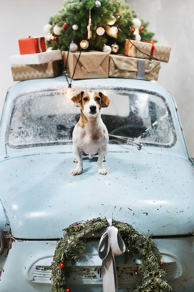 Malý a roztomilý pes Jacka Russella teriéra sedí na kapotě modrého retro auta s vánočními dárky na střeše. Klasické retro auto zařízené na Vánoce a nové roky - Fotografie, Obrázek