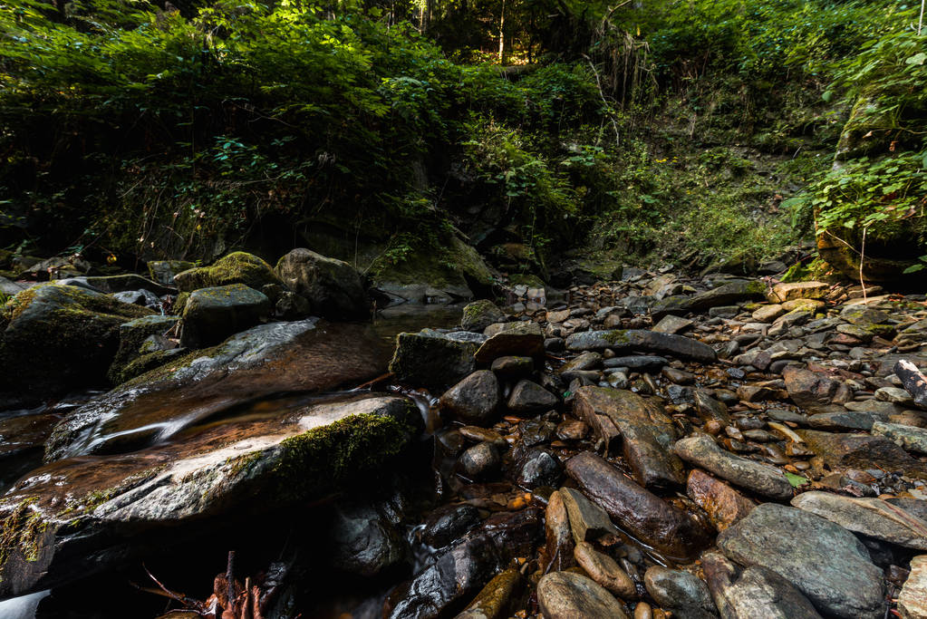 ormanda ıslak taşlar yakınında yeşil bitkiler  - Fotoğraf, Görsel