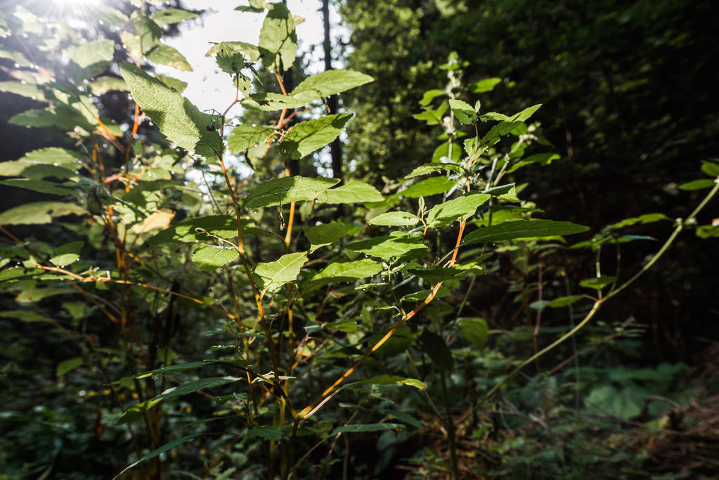 auringonpaisteen valikoiva keskittyminen vihreisiin tuoreisiin lehtiin metsässä
  - Valokuva, kuva