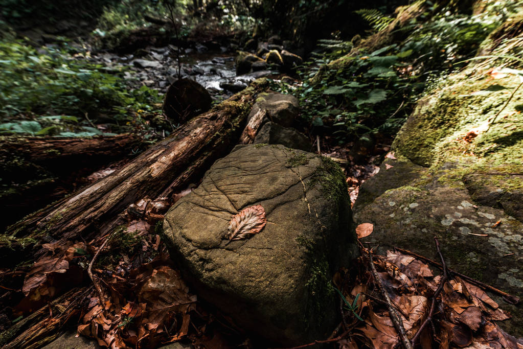 公園の石の近くに落ち葉の選択的焦点  - 写真・画像