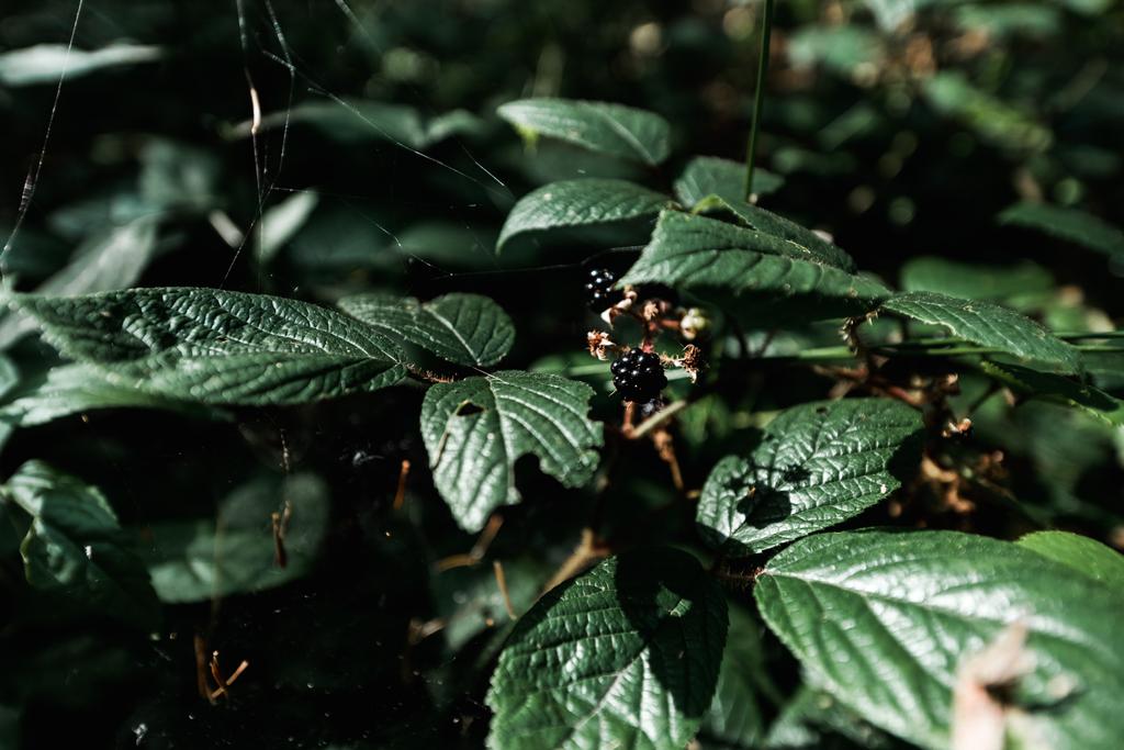 selektiver Fokus schmackhafter Brombeeren in der Nähe grüner Blätter  - Foto, Bild