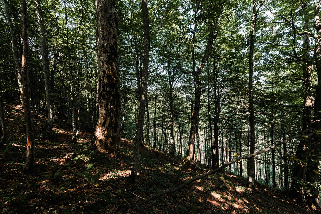 sole sugli alberi con foglie verdi e fresche nei boschi
  - Foto, immagini