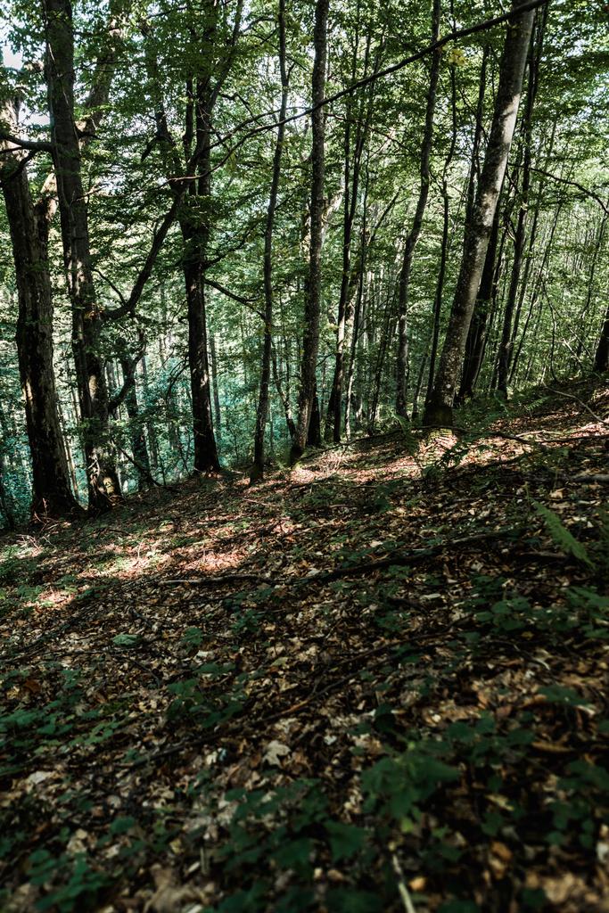 varjoja maassa lähellä puita vihreitä tuoreita lehtiä metsässä
  - Valokuva, kuva