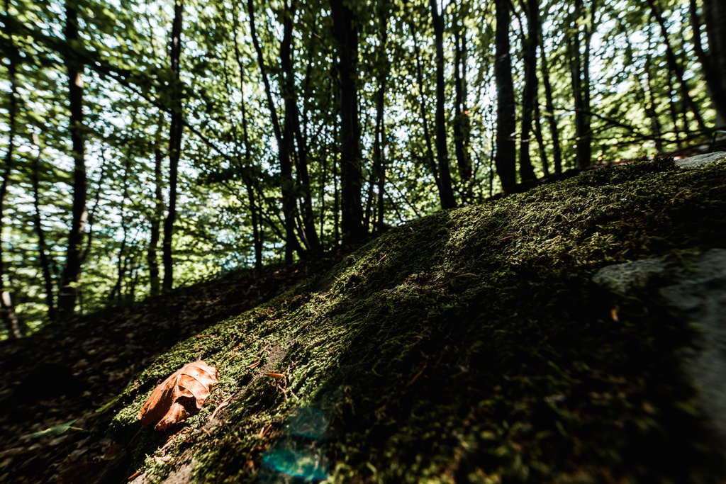 тіні на деревах з зеленим свіжим листям у лісі
  - Фото, зображення
