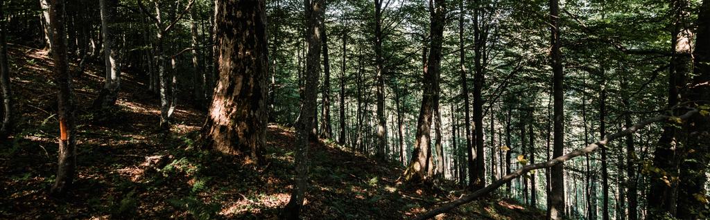 panorámaképet az árnyékok a földön a fák közelében, zöld friss levelek erdőben  - Fotó, kép