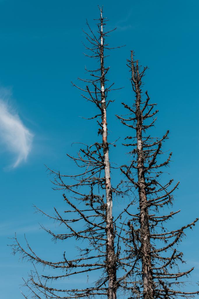 matala kulma näkymä mäntyjen vastaan sininen taivas
  - Valokuva, kuva