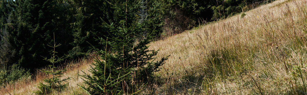 panoramic shot of evergreen pines near golden barley field  - Photo, Image