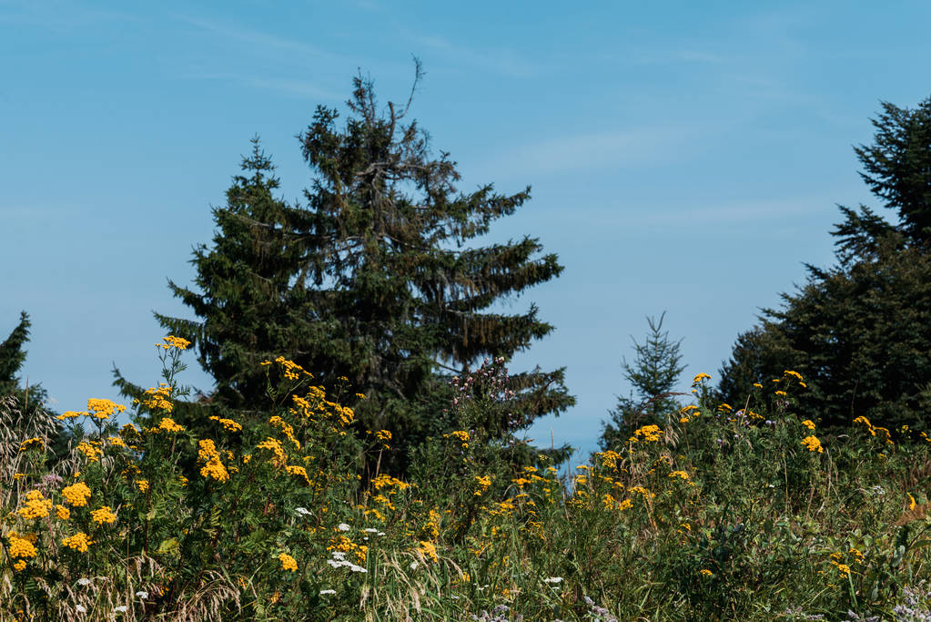 nízký úhel pohledu na stálezelené stromy blízko kvetoucích květin  - Fotografie, Obrázek
