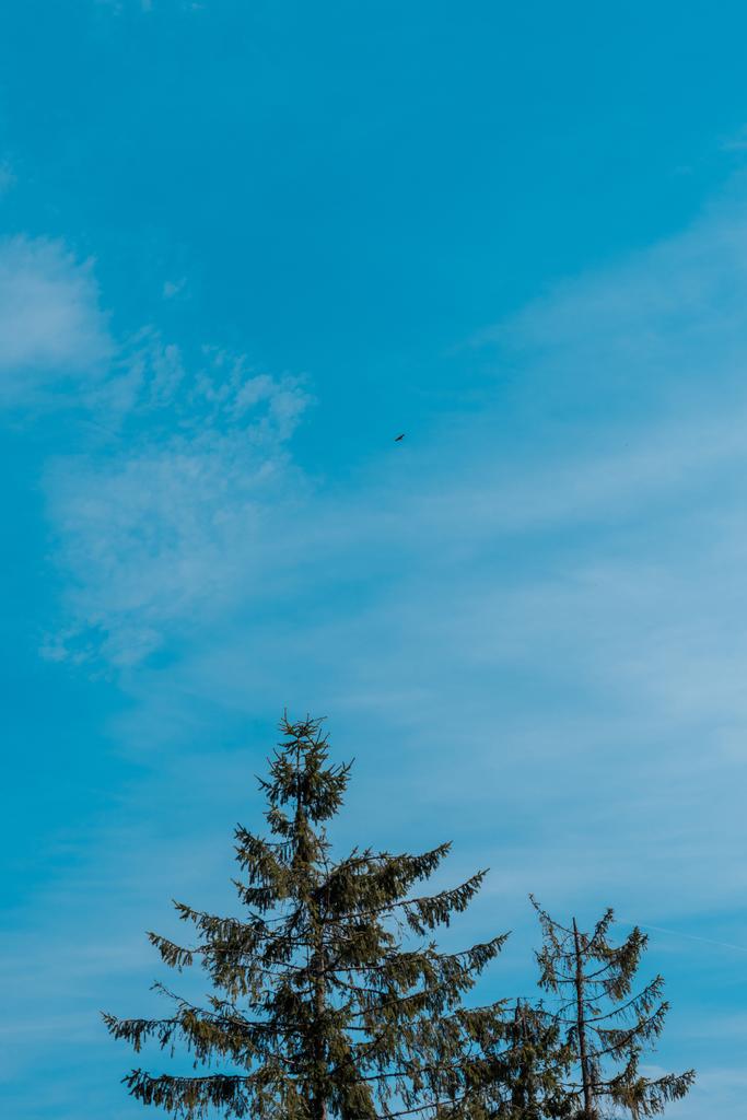 vista de ángulo bajo de abetos siempreverdes contra el cielo azul
  - Foto, imagen