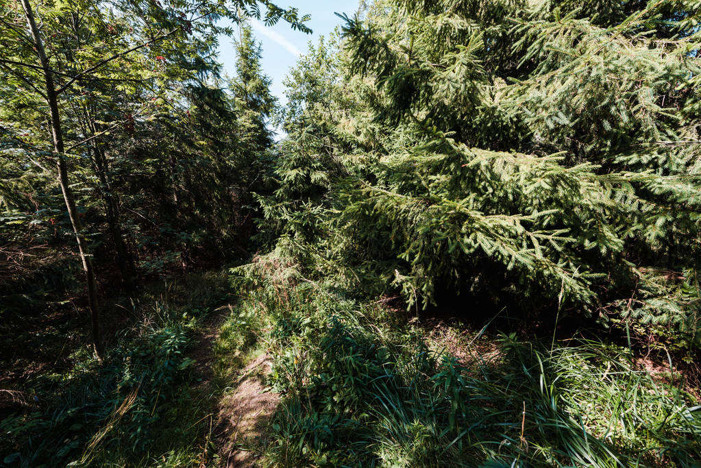 sole su abeti sempreverdi in una foresta tranquilla
  - Foto, immagini