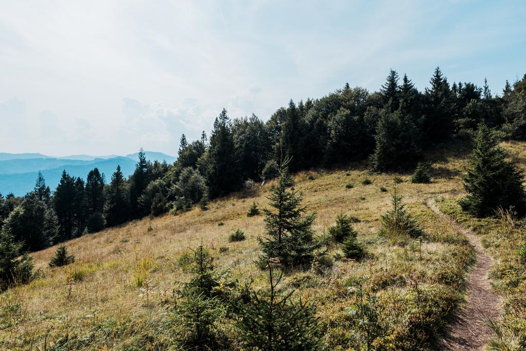 mäntyjä kultaisella pellolla kävelytien lähellä vuorilla
  - Valokuva, kuva