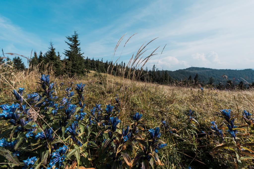 blue wildflowers in field near green trees against sky - Photo, Image