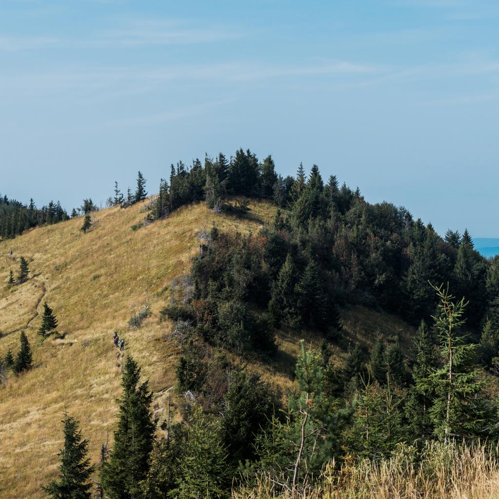 arany mező közelében zöld fenyőfák dombon szemben kék ég  - Fotó, kép