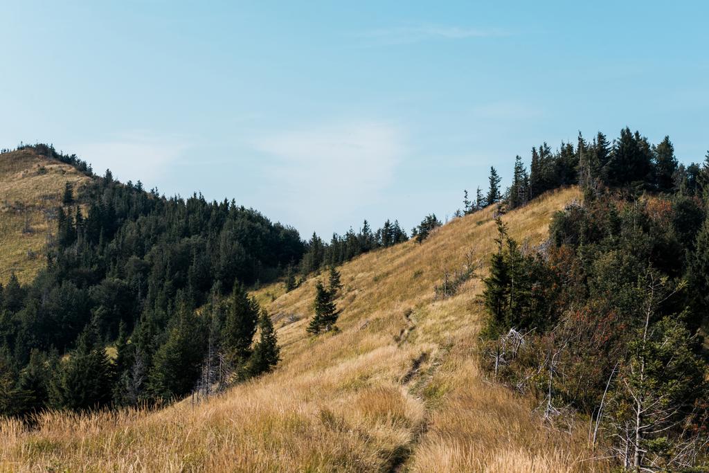 χρυσό χωράφι με κριθάρι σε λόφο κοντά σε πράσινα Ελάτα  - Φωτογραφία, εικόνα