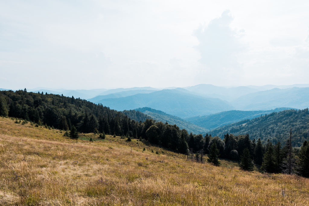 Золотой луг в горах с зелеными деревьями против неба
 - Фото, изображение