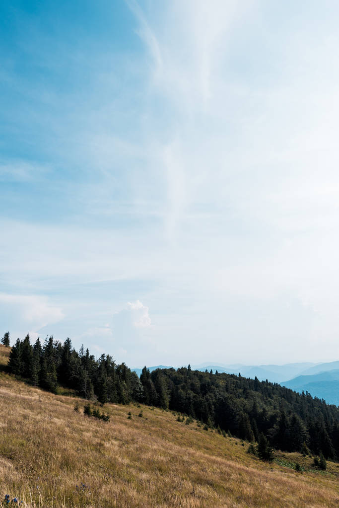 kultainen kenttä vuorilla vihreitä puita vastaan sininen taivas
 - Valokuva, kuva