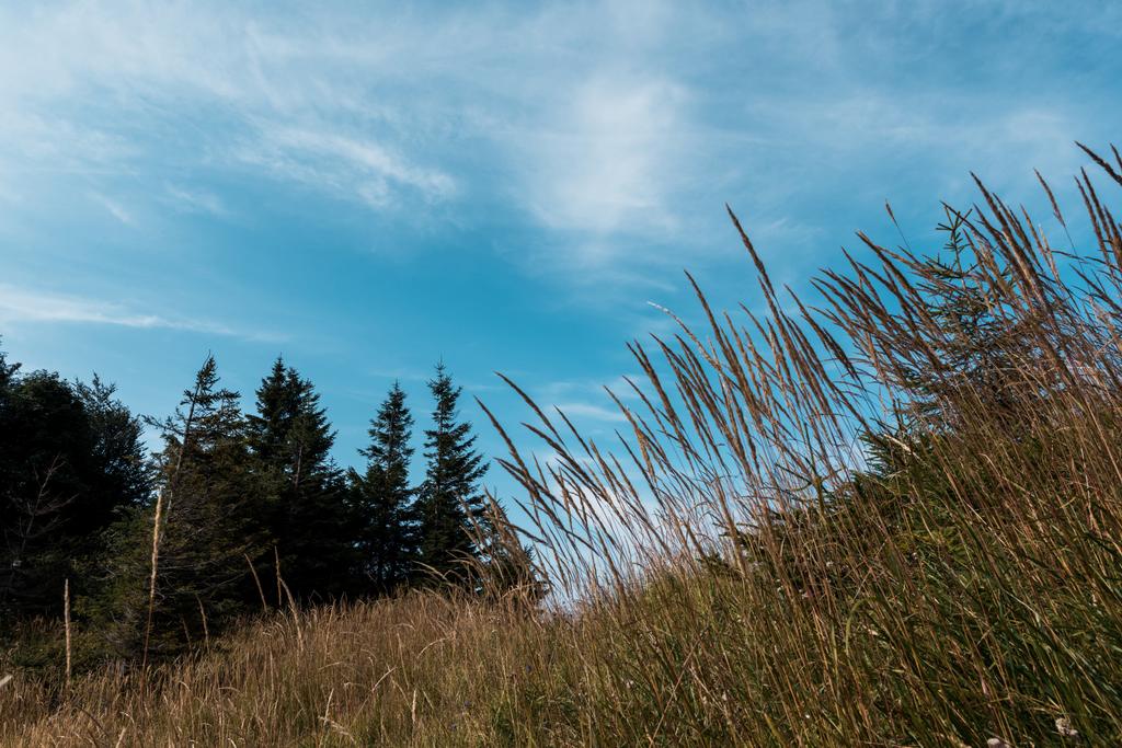 Blick auf die goldene Wiese auf einem Hügel mit grünen Bäumen vor blauem Himmel - Foto, Bild
