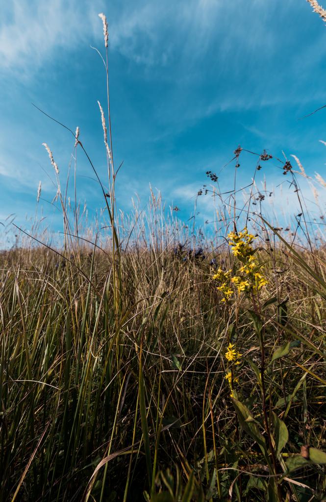 жовті квітучі дикі квіти в полі на тлі блакитного неба
  - Фото, зображення