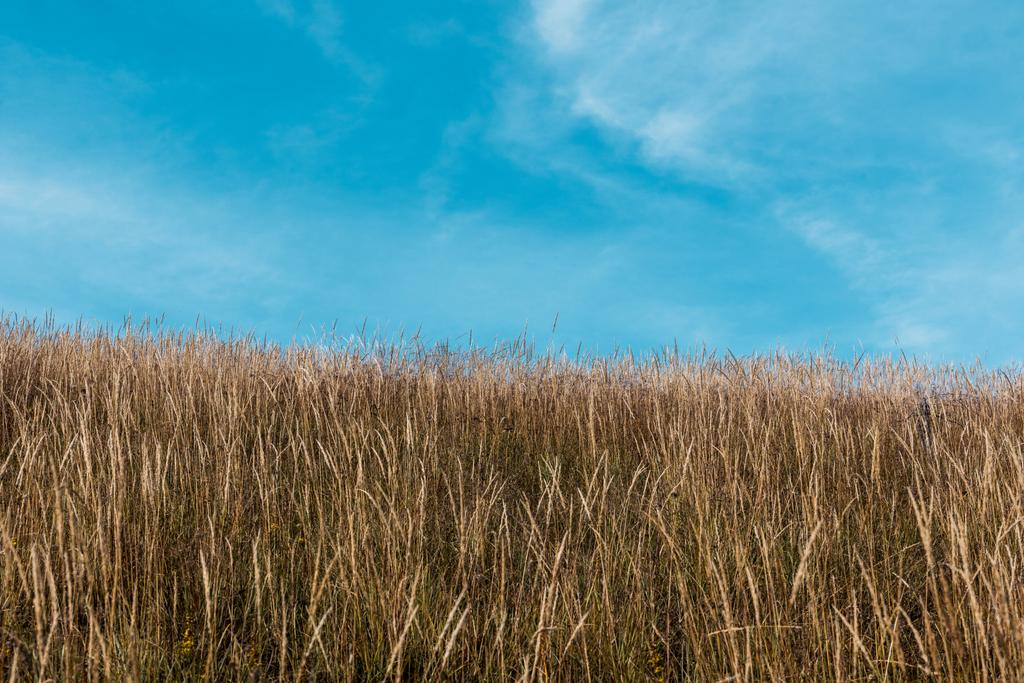 keltainen ohra kultainen kenttä vastaan sininen taivas pilvet
  - Valokuva, kuva