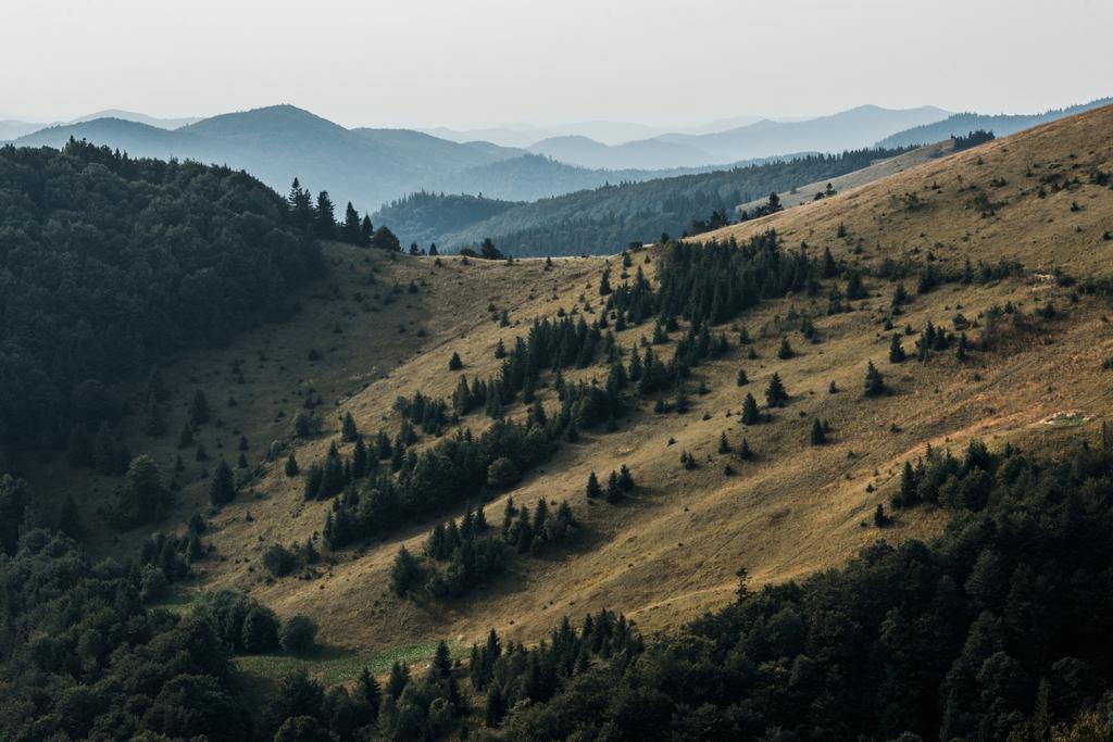 žlutá louka s borovicemi v horách proti obloze  - Fotografie, Obrázek